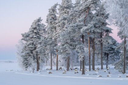 Snow-covered landscape with tall trees turned white with snow and small rocks on the ground.