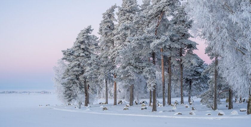 Snow-covered landscape with tall trees turned white with snow and small rocks on the ground.