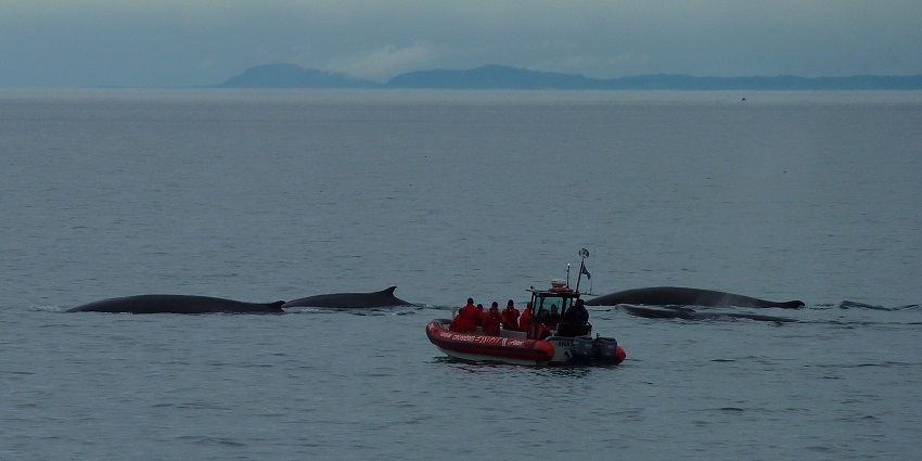 Whale watching in Tadoussac with people on the boat wearing safety jackets and whale