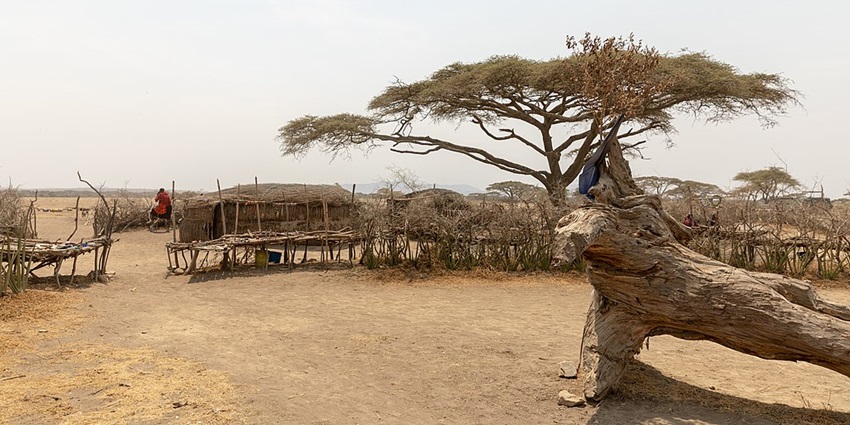 Maasai village with houses made up of grass and mud and a lady standing in the distance.
