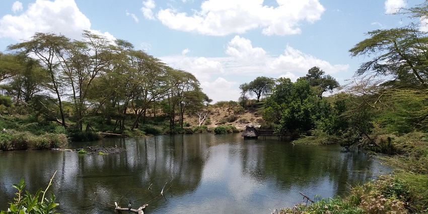 Mzima Springs with a branch fallen in the water and the spring surrounded by trees.