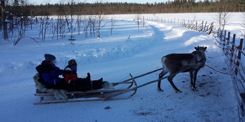 Couple riding the reindeer sleigh with one reindeer near the fence surrounded by snow