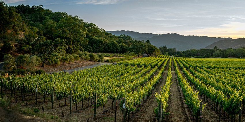 Visiting Santo Wines is one of the most amazing experiences for every traveller.