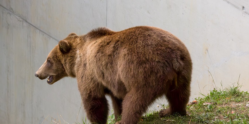 Spot bears at the Bear Park, a fun thing to do in Bern, Switzerland