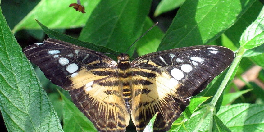 A Clipper (Parthenos Sylvia) spans her wings, one of the best things to see in Key West Florida in October.