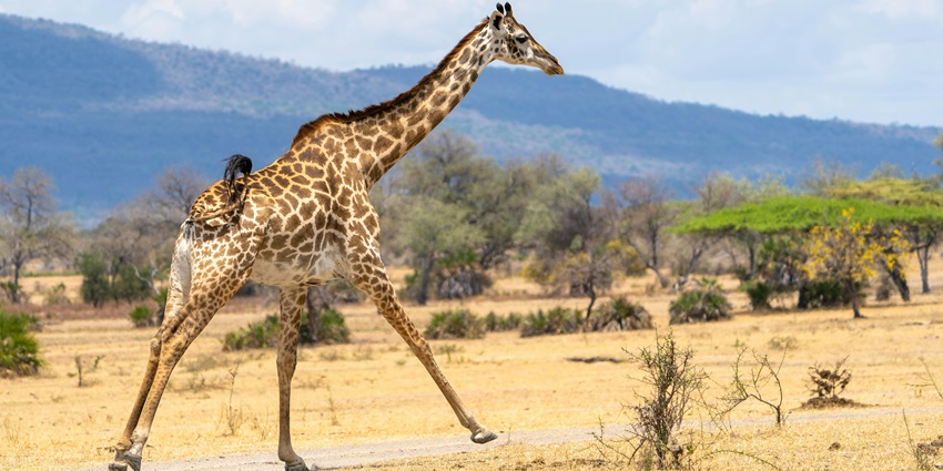 A giraffe running across the road, somewhere in Nyerere National Park, Tanzania.