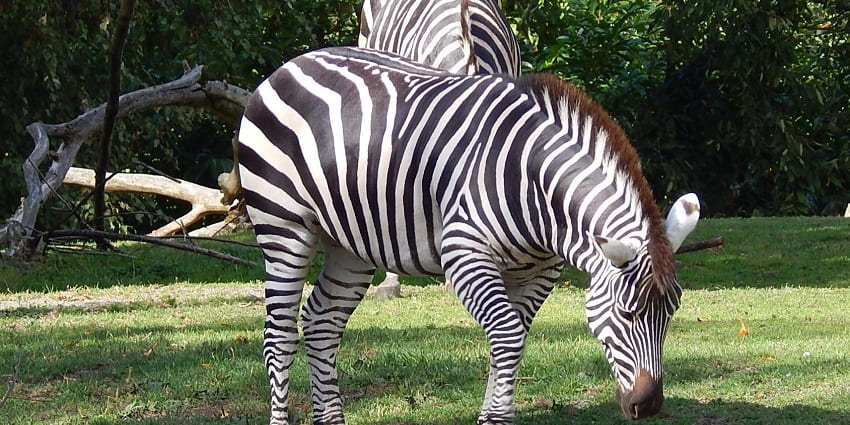 An image of a Zebra standing in the zoo featuring its iconic black and white stripes