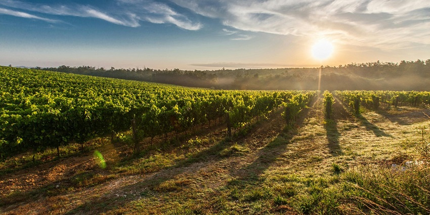 A view of the vineyard, where the shrubs are planted in rows with the helping branches