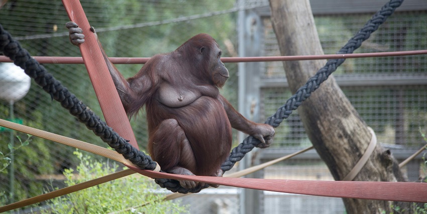 A black gorilla is sitting on the green grass while holding one arm with the other hand