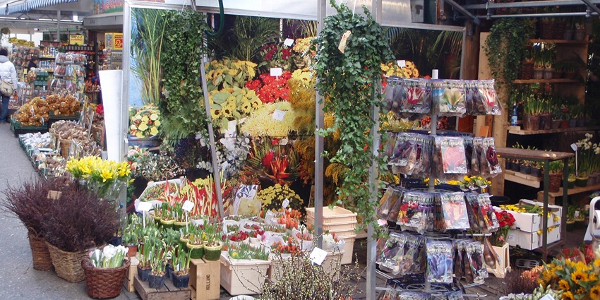 Visiting the Bloemenmarkt is one of the best things to do in Amsterdam