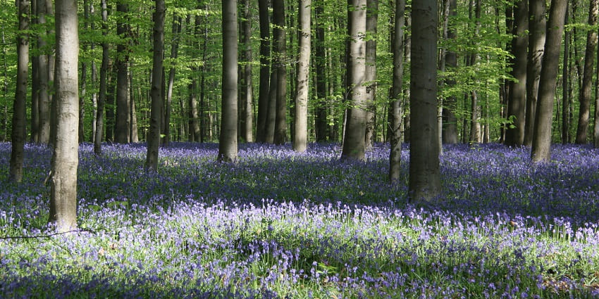 The inviting hallerbos forest is the most visited place in Belgium