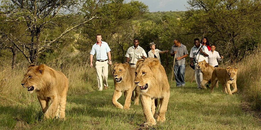 People walking behind and with the lions surrounded by greenery on a lion-walking tour.