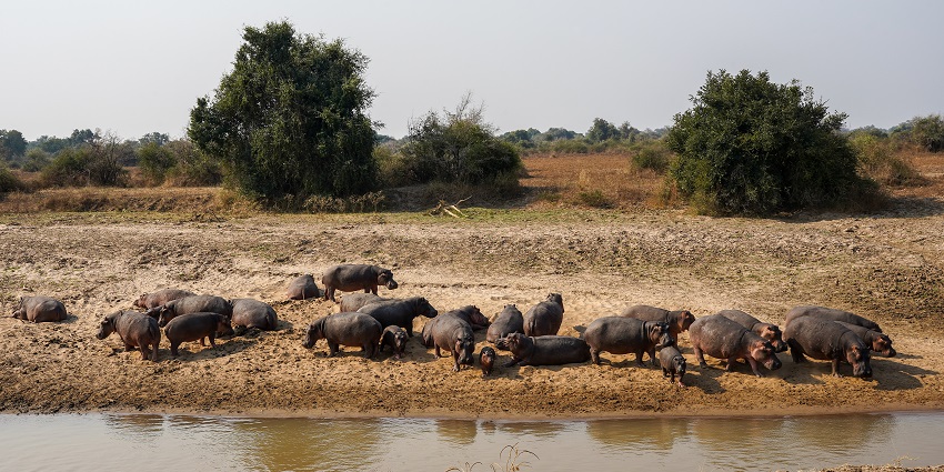 A group of hippopotamuses near a water stream in South Luangwa National Park.