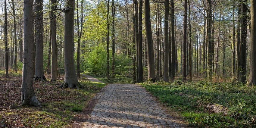 A momentous thing to do in Brussels is to see the views of the Sonian Forest