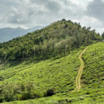 Wayanad Travel Guide highlights mountains, from cascading waterfalls, and ancient caves.