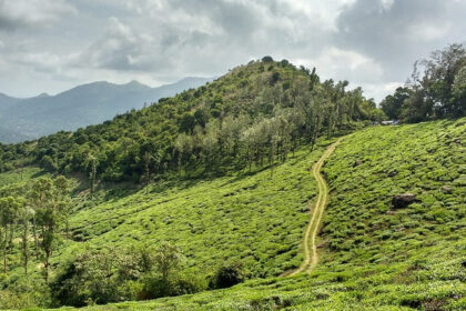 Wayanad Travel Guide highlights mountains, from cascading waterfalls, and ancient caves.