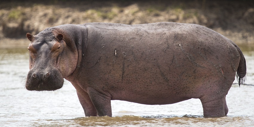 A fierce Hippopotamus stands in shallow waters at a national park.