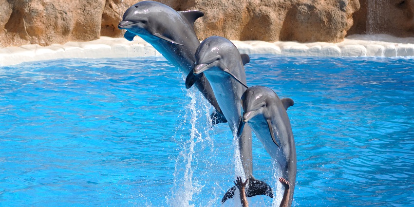 An image of marine life tours, ocean exploration, and unforgettable wildlife encounters.