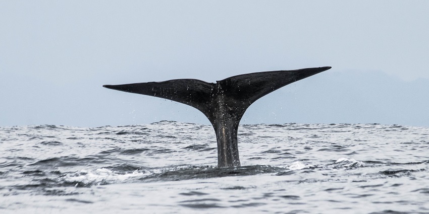 Whale visible in the clear waters of Andenes in Vesteralen islands with empty background