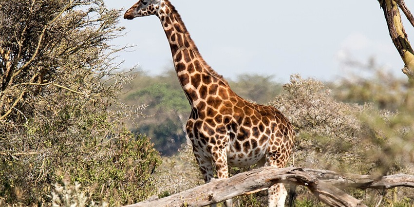 A giraffe standing near a tree to eat its leaves and a broken tree branch beside it