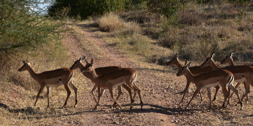 A group of impalas crossing the roads with dried grass bushes and trees in the background