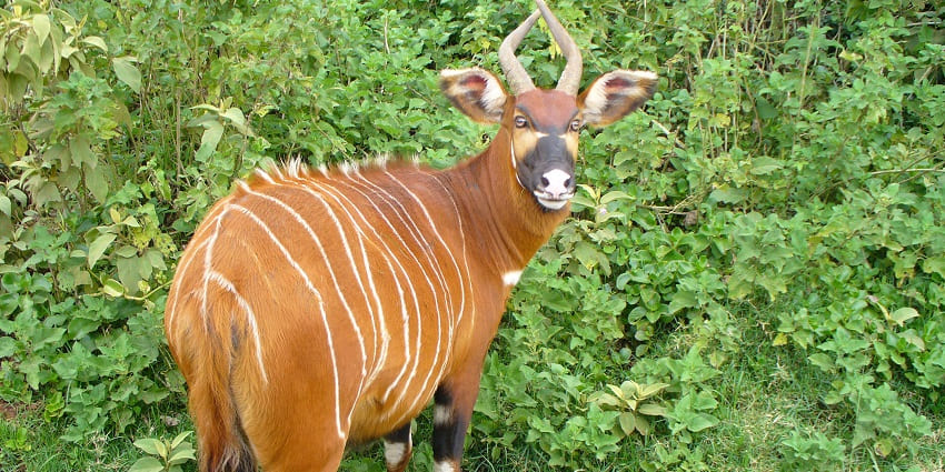 A female mountain bongo in Kenya National Park with two horns and a unique pattern.