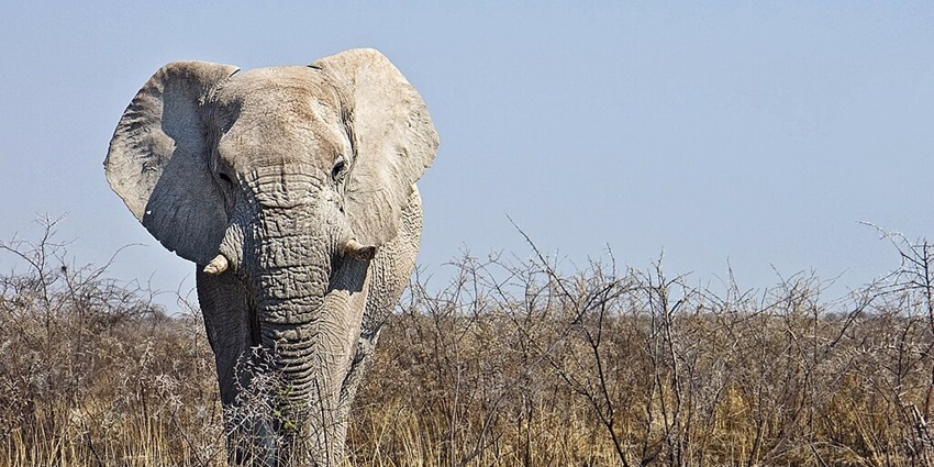 Wildlife watching is one of the most amazing things you can do In Namibia for all.