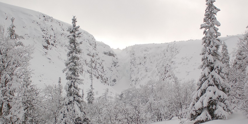Trees, plants and the landscape of Fulufjället National Park densely covered in snow
