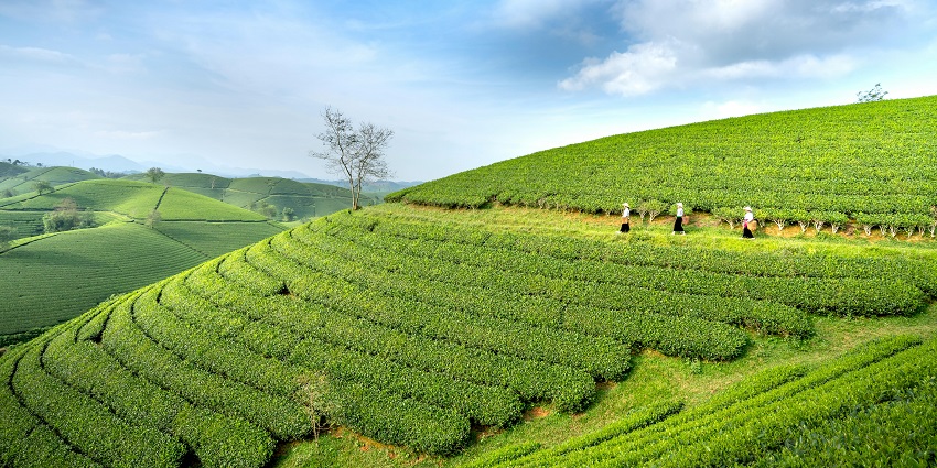 Scenic view of lush green plantations on hills under clear blue sky