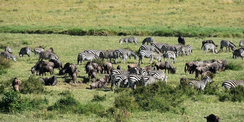 Group of zebras and wild animals with the great migration in progress in Serengeti.