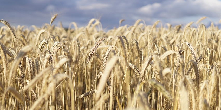 Harvest Festival of Canada celebrates the agricultural prowess of Canada and offers a grand platform for the country’s people.