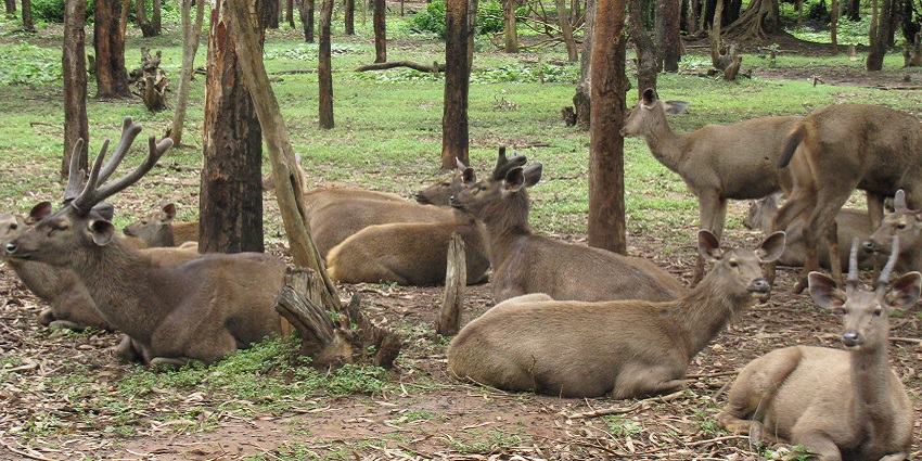 A representative image of a group of deer can be seen at Karhandla Jungle Safari.