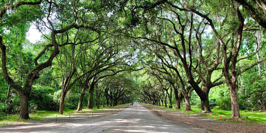 Avenue of live oaks leading to colonial-era ruins, showcased in Savannah travel guide.