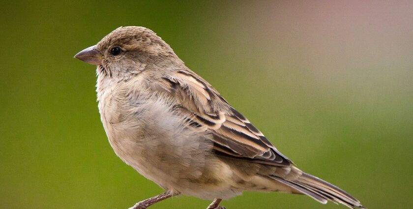 An image of a bird seen during Karhandla Jungle Safari at Umred Karhandla Wildlife Sanctuary.