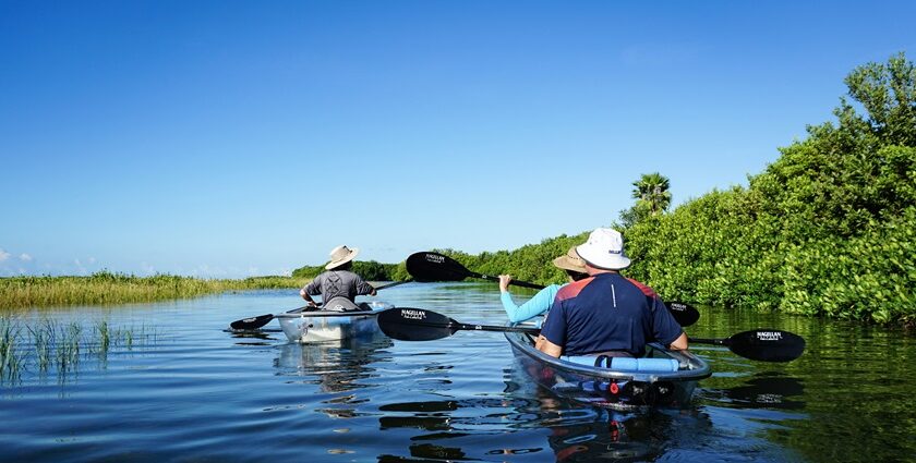 Witness the stunning mangroves of Goa which are sure to leave you spellbound.