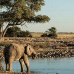 African elephants drinking at a water hole in national parks in Namibia, South Africa