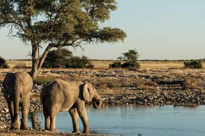 African elephants drinking at a water hole in national parks in Namibia, South Africa