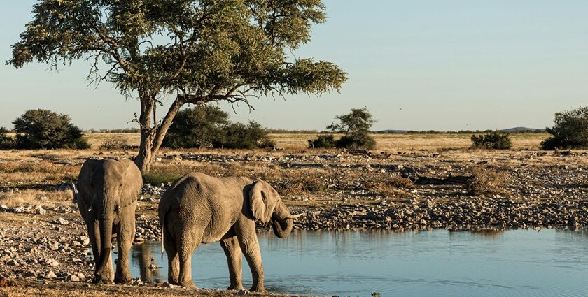 African elephants drinking at a water hole in national parks in Namibia, South Africa