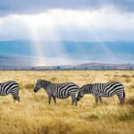 A view of the popular Serengeti National Park in Tanzania shows a herd of zebras.