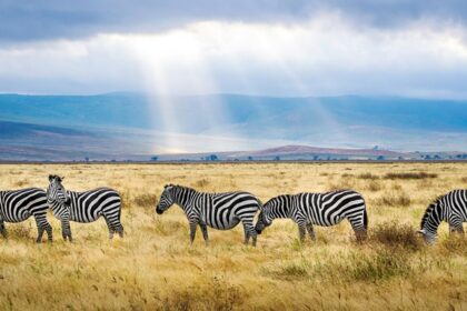 A view of the popular Serengeti National Park in Tanzania shows a herd of zebras.