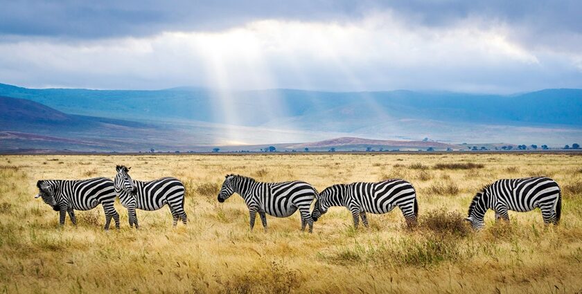 A view of the popular Serengeti National Park in Tanzania shows a herd of zebras.