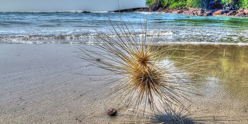 An image of Agonda, one of the secluded beaches in India with blue water and a beautiful environment.