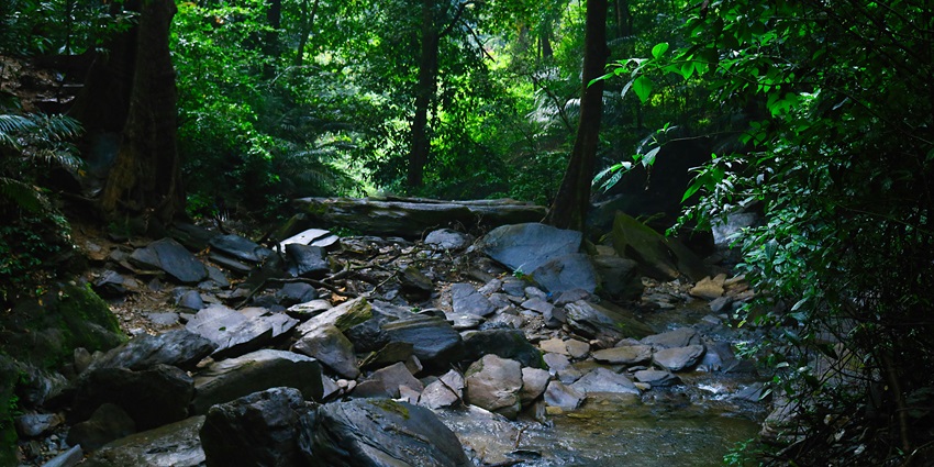 Agumbe is an amazing place to visit in July in South India with scenic nature around.