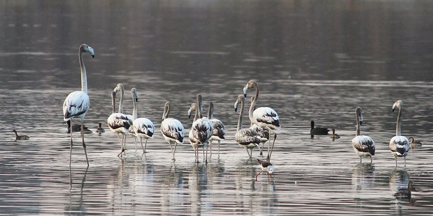 Ameenpur Lake - one of the lakes in Hyderabad, a paradise for birdwatchers.
