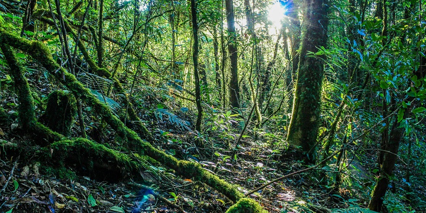 Rich greenery in the forest of Anand Van, rendering a tranquil escape.