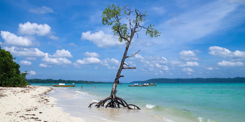 An image of Havelock Island with a Mangrove tree on the beach of Andaman Islands