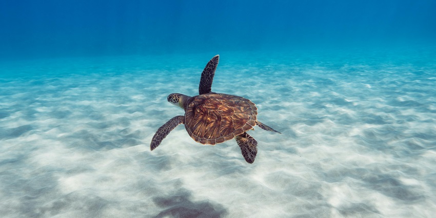 Bahamas snorkelling offers a coral reef system teeming with tropical fish, vibrant corals, and fascinating underwater caves.