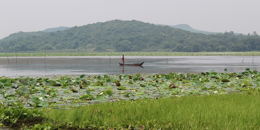 Anshupa Lake with greeny shores, grass and leaves on the lake and a man on a boat