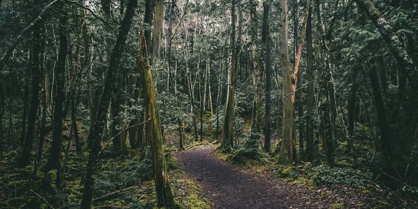 The location of the Sea of Trees alone adds it to the list of haunted places in Japan.