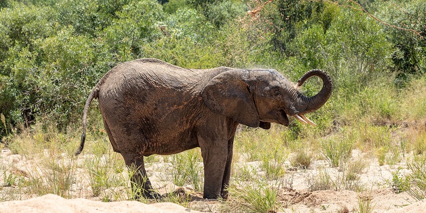 Apolobamba National Park is a high-altitude protected area known for its rugged mountains.